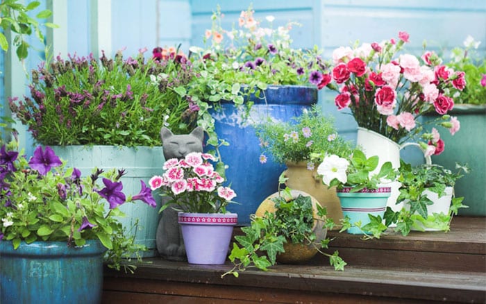 Planting Container Gardens container-garden-outside-blue-shed-with-flowers-and-