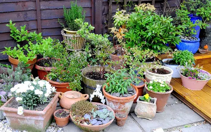 Planting Container Gardens container-garden-with-different-plant-pots-terracotta-and-