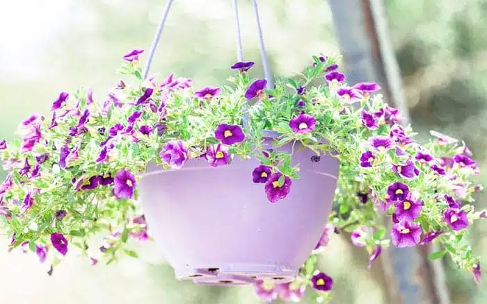 hanging-basket-plastic-with-petunias