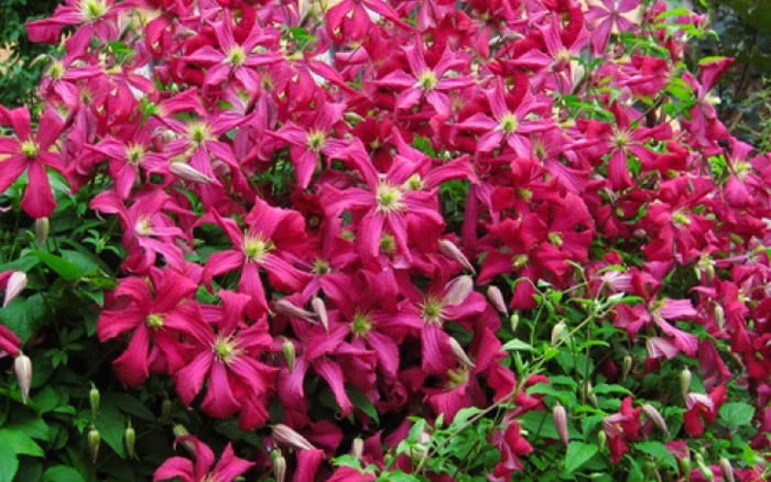 David Domoney's top 3 plants for August seasonal colour