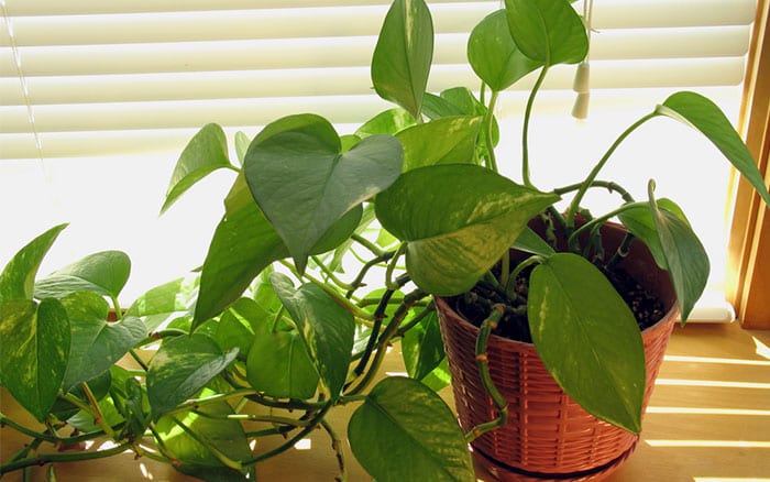The top 10 can't kill houseplants for lazy gardeners