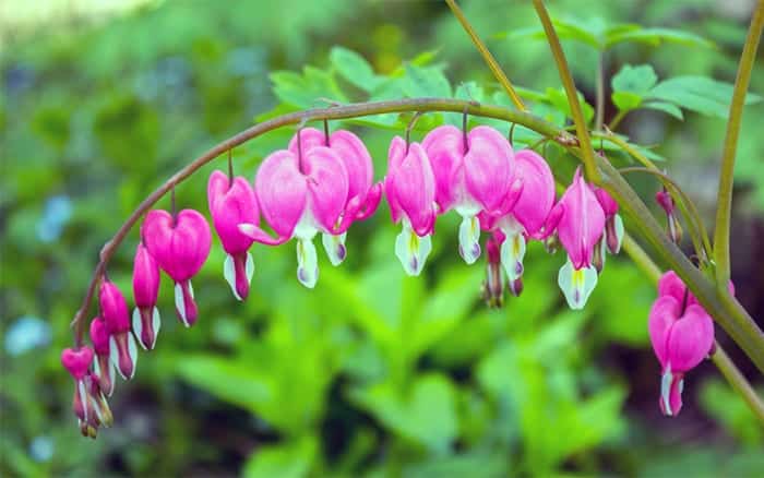 The Top 5 Romantic Flowers and Plants for Valentine's Day