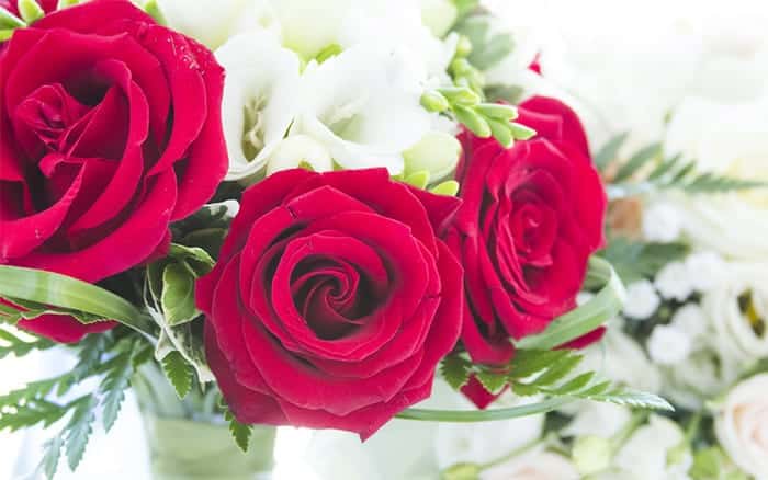 The Top 5 Romantic Flowers and Plants for Valentine\u0026#39;s Day