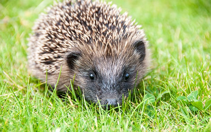 How do I get rid of hedgehogs?