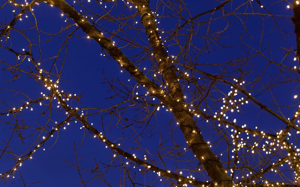 Best Outdoor Christmas Lights for your Garden - David Domoney