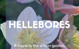 Growing hellebores in your garden