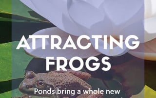 Attracting frogs to pond