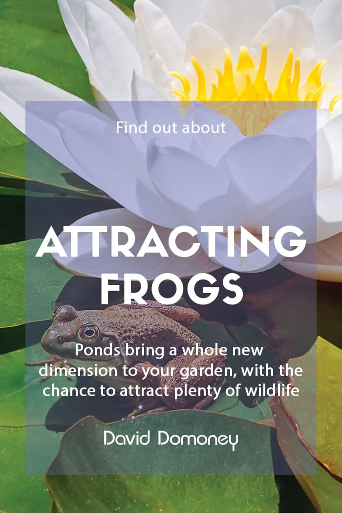 Attracting frogs to pond