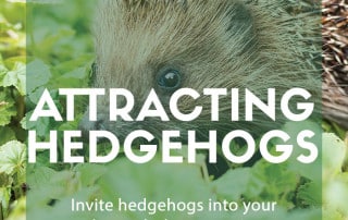 attracting hedgehogs