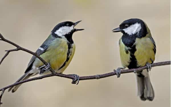 Bird-Facts-1-great-tit.jpg