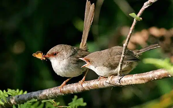 25 Astonishing Facts About Birds - David Domoney