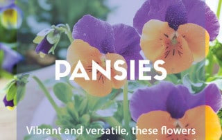 My guide to pansies