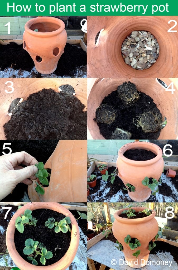 Step by step guide to how to plant a terracotta strawberry pot