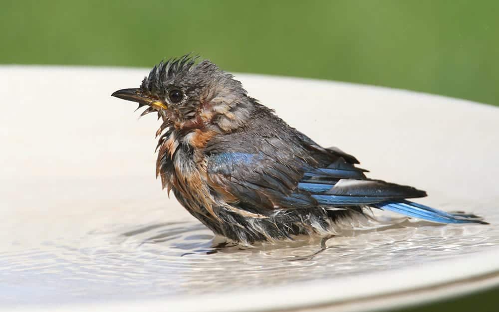 bird-bath