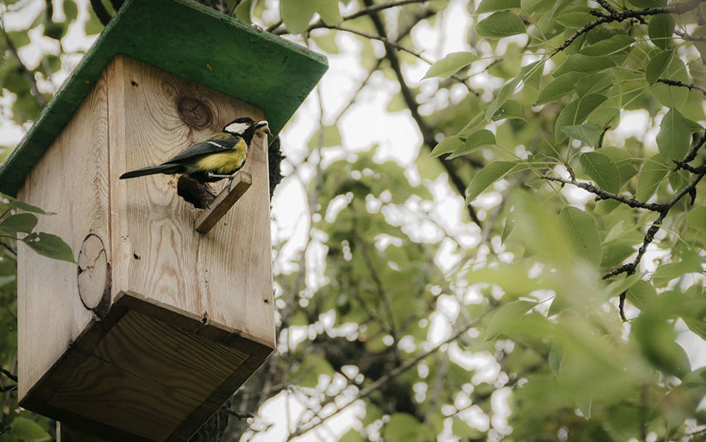 bird-box