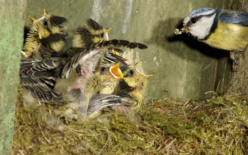 bird-feeding-chicks