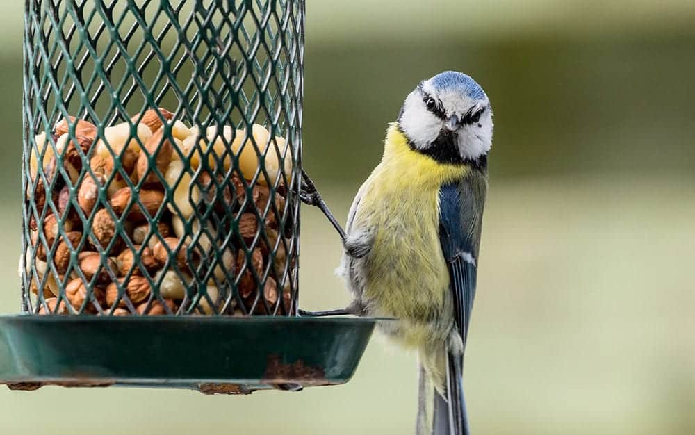 bird-on-feeder