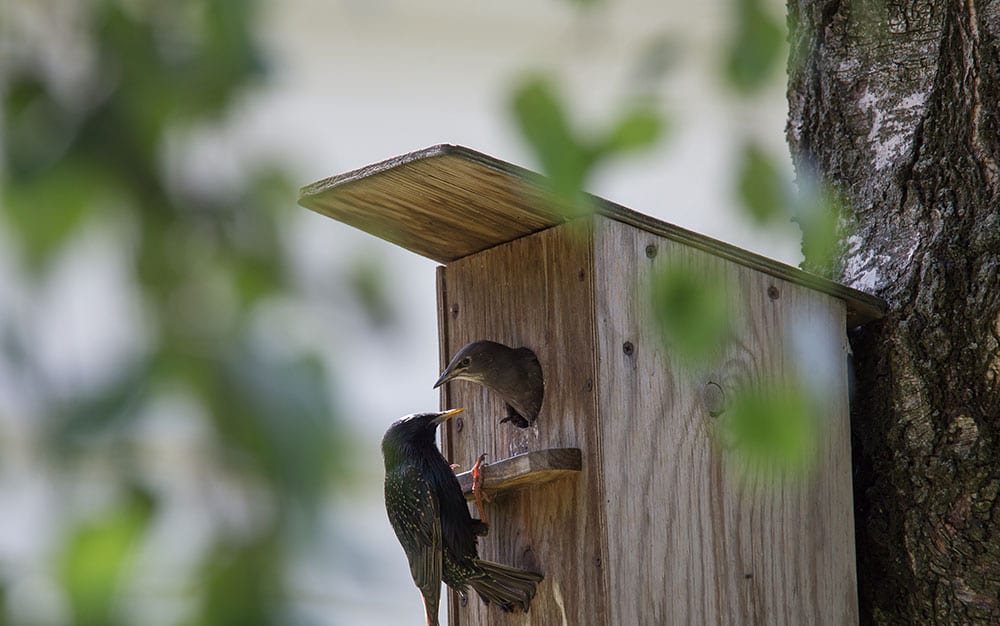 birds-bird-box