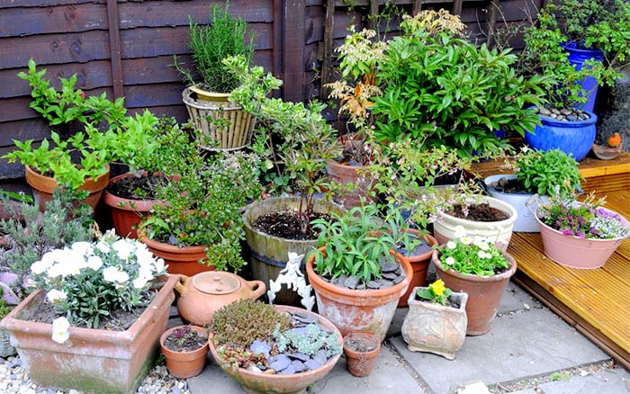 Plants growing in a variety of containers