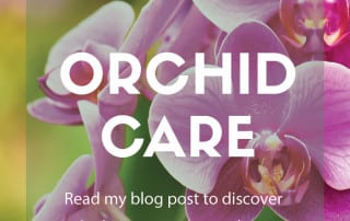 orchid care