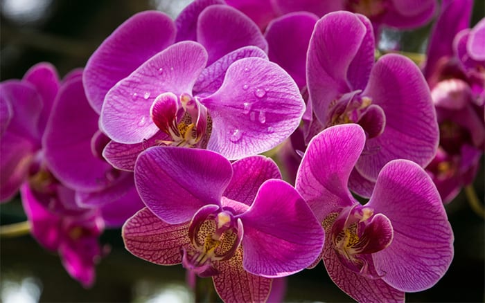 Orchid flowers in a pink shade with water droplets care for orchids great for Valentine's alternatives