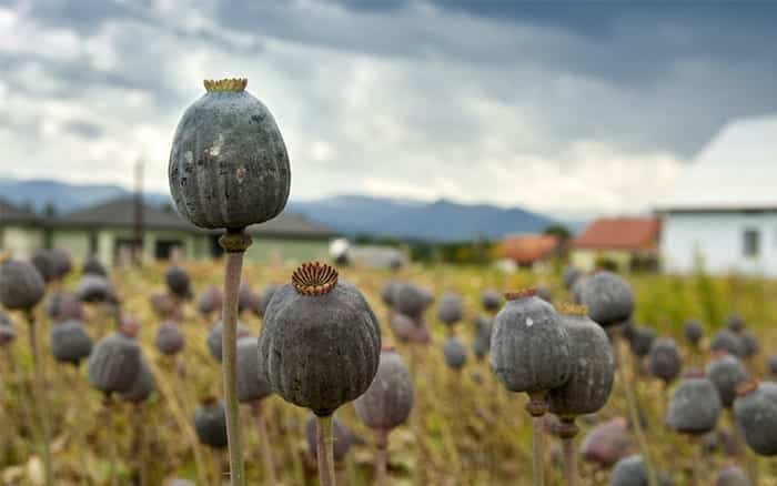 cabezas de semillas de amapola vacío