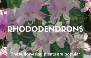 Growing rhododendrons in the garden