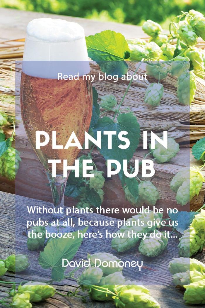 Plants in the pub feature