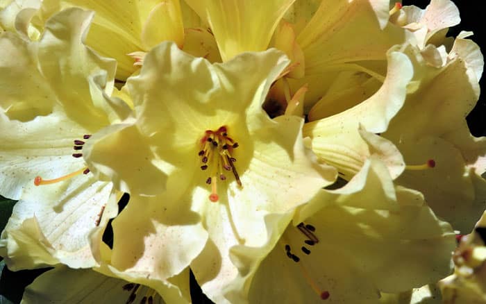 Rhododendron-‘Nancy-Evans’