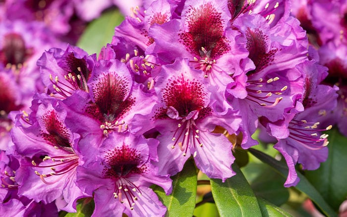 Rhododendron-‘Orakel’