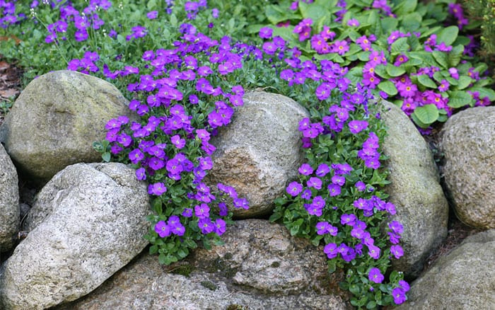 aubretia-growing-on-a-rockery