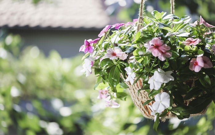 hanging-basket-with-flowers-how-to-plant-a-hanging-basket