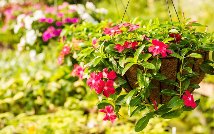 hanging-baskets-wire-with-moss