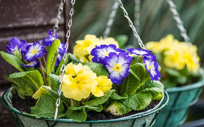 hanging-baskets-with-primroses