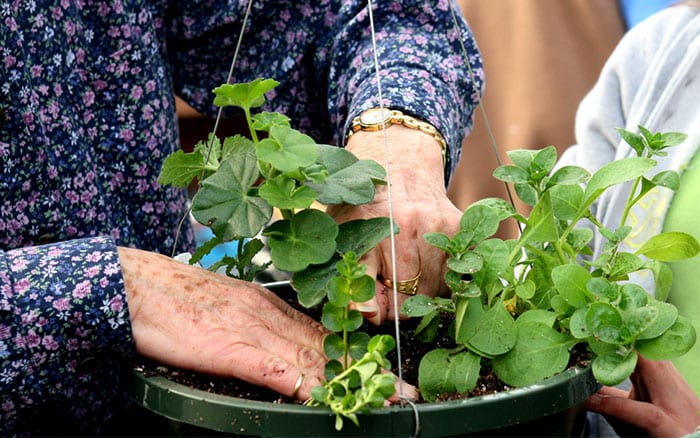 plant-hanging-basket