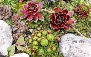 rockery-rock-garden-with-succulents-alpine-trough