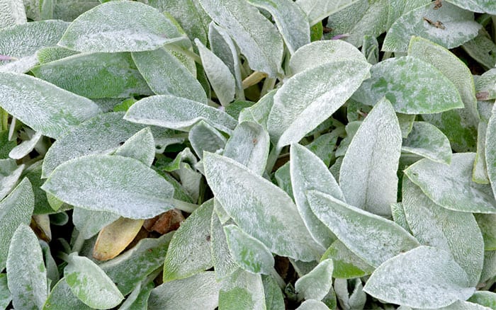 stachys-lambs-ears-plant