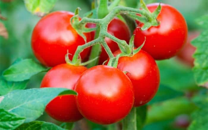 tomato-crop-on-the-vine-grow-your-own save money