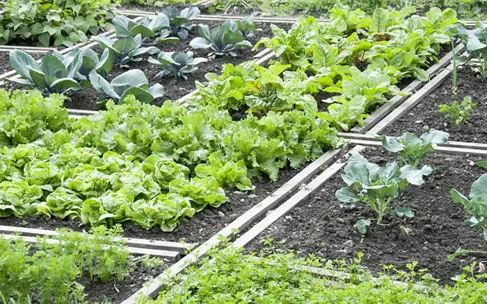 veg-garden-beds-rotation-crops-allotment