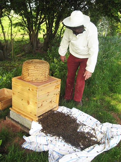 David Domoney beekeeping