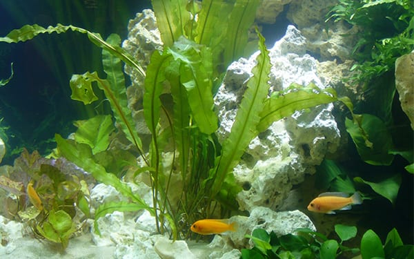 David Domoney Chelsea Flower Show Underwater Piranha garden