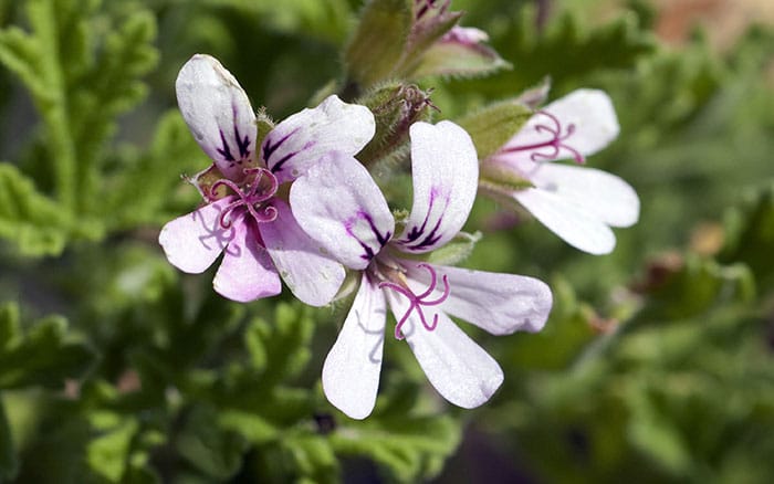 Pelargonium-(scented-leaf-pelargonium)-‘Bitter-Lemon’ Lavender-sprigs-in-lemon-drink