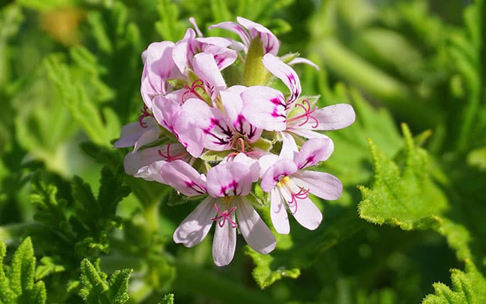 Pelargonium-‘Attar-of-Roses’ Lavender-sprigs-in-lemon-drink