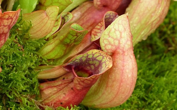 Sarracenia-purpurea-pitchers