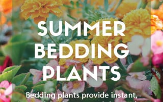 A guide to summer bedding plants