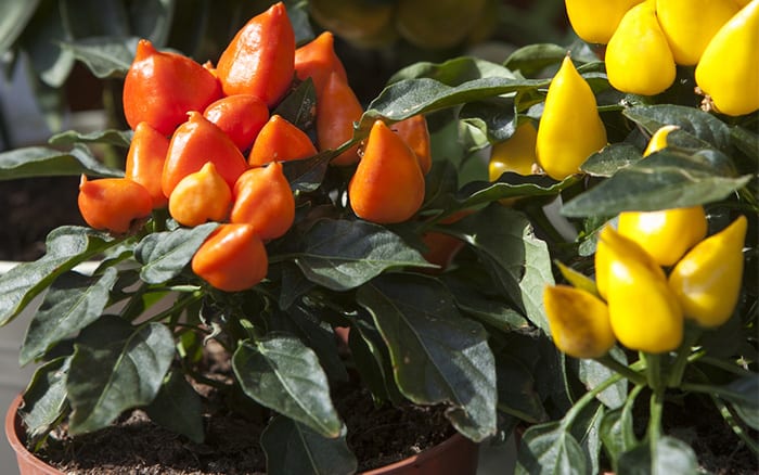 chilli-plants-in-pots