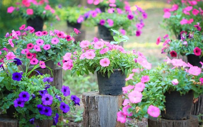 pots of petunias summer bedding plants