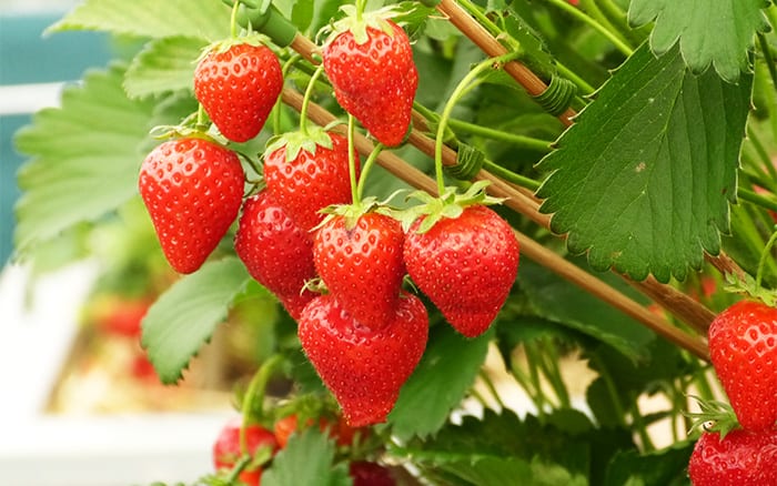 My 10 favourite plants and flowers from Chelsea Flower Show - David Domoney