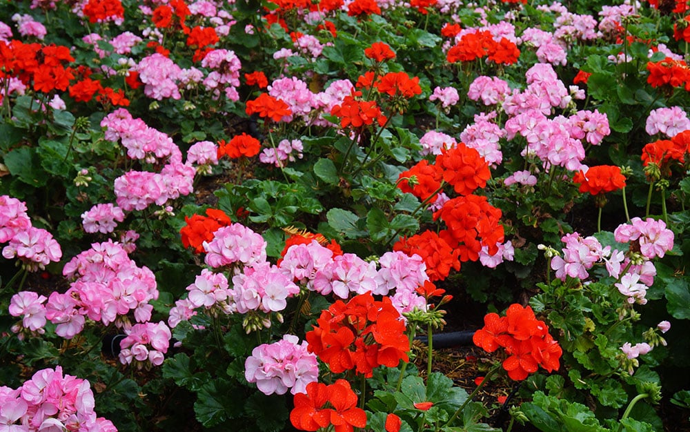 pink and red geraniums