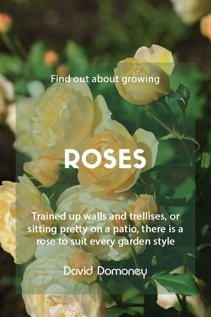 Growing roses in the garden